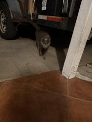 Found/Stray Unknown Cat last seen Dilworth St. La Mirada CA 90638, La Mirada, CA 90638