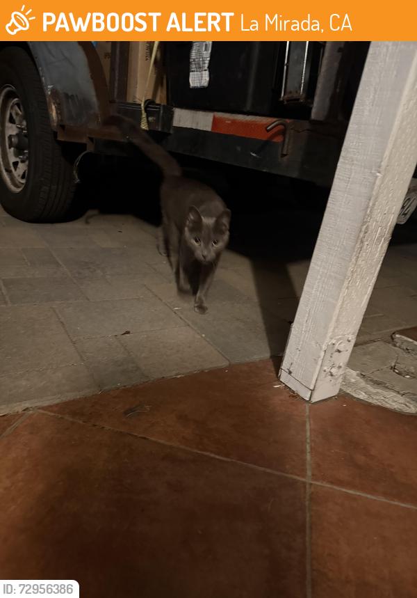 Found/Stray Unknown Cat last seen Dilworth St. La Mirada CA 90638, La Mirada, CA 90638