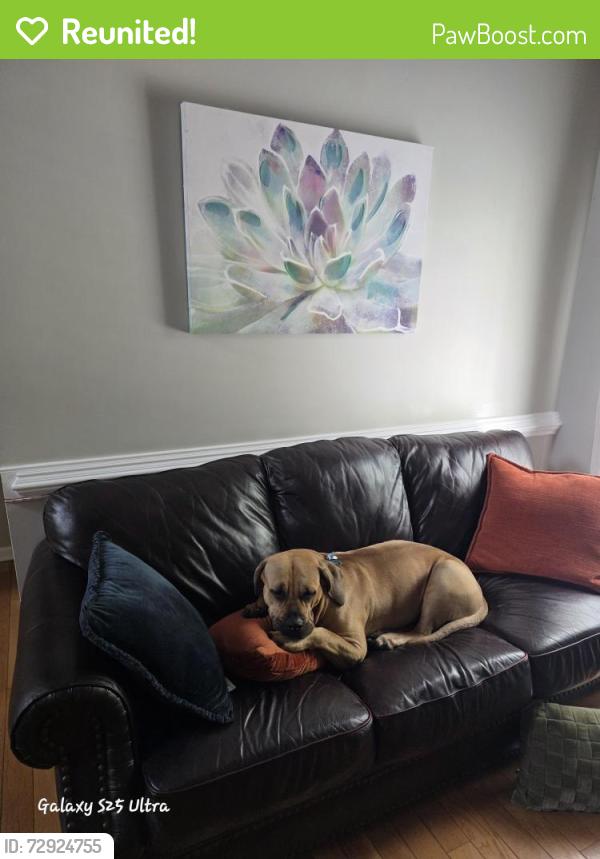 Reunited Female Dog last seen Near Ft bragg cemetery car mishap , Spring Lake, NC 28310