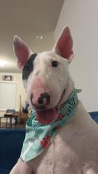Lost Male Dog last seen Foster Meadows Park, San Antonio, TX 78222