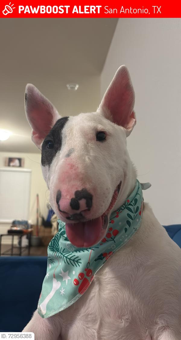 Lost Male Dog last seen Foster Meadows Park, San Antonio, TX 78222
