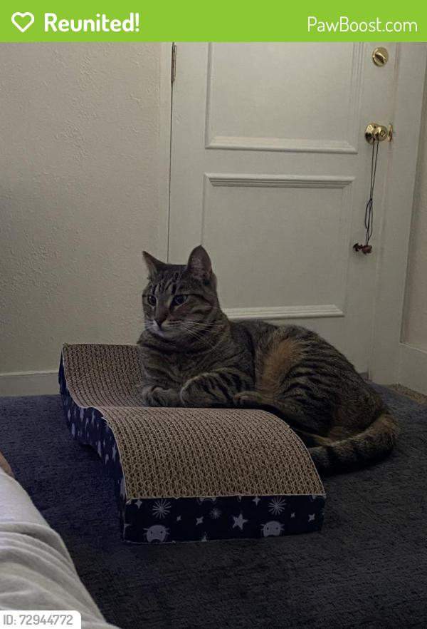 Reunited Female Cat last seen W Canon Perdido & San Andres, Santa Barbara, CA 93101