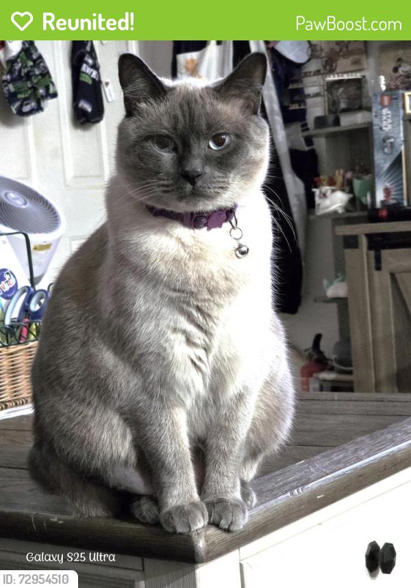 Reunited Female Cat last seen E 31st St. & McClain Ave, in front of new Armin Jahr Elementary construction zone, Bremerton, WA 98310