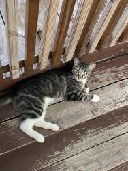Lost Female Cat last seen 29th and State Ave. Kansas City, Ks., Kansas City, KS 66102