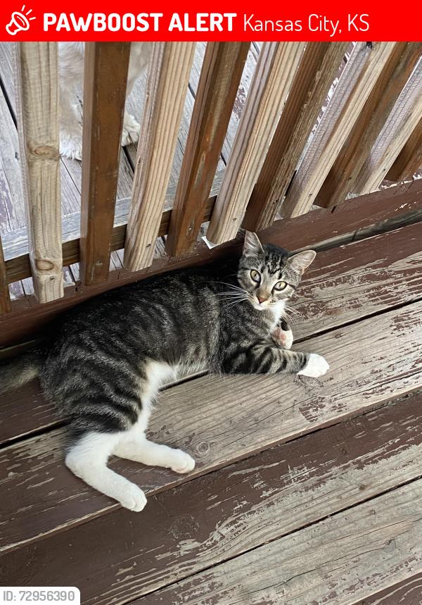 Lost Female Cat last seen 29th and State Ave. Kansas City, Ks., Kansas City, KS 66102