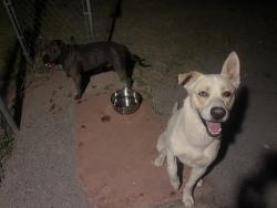 Found/Stray Unknown Dog last seen Tornillo and Mesquite, Las Cruces, NM 88001