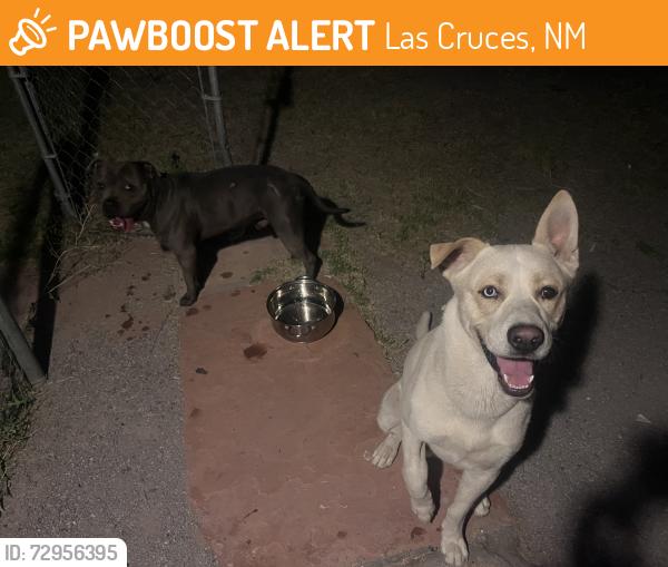 Found/Stray Unknown Dog last seen Tornillo and Mesquite, Las Cruces, NM 88001