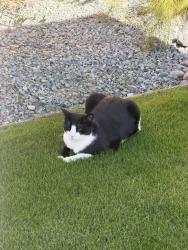 Lost Male Cat last seen Gerald Ford, Palm Desert, CA 92211
