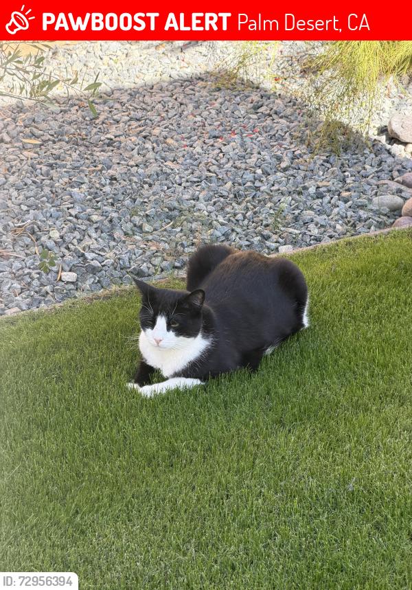 Lost Male Cat last seen Gerald Ford, Palm Desert, CA 92211