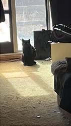 Lost Male Cat last seen Bridger, Pahrump, NV 89048