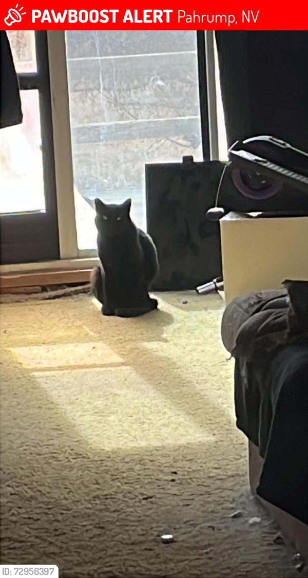Lost Male Cat last seen Bridger, Pahrump, NV 89048