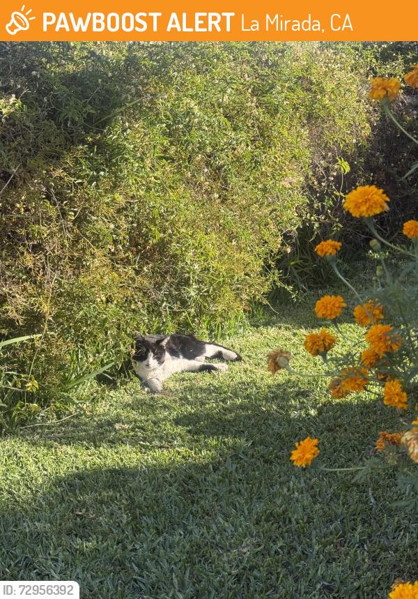 Found/Stray Unknown Cat last seen Dilworth St. La Mirada CA 90638, La Mirada, CA 90638