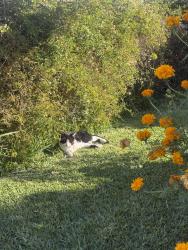 Found/Stray Unknown Cat last seen Dilworth St. La Mirada CA 90638, La Mirada, CA 90638