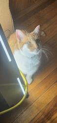 Reunited Female Cat last seen 6th Ave and Kishwaukee St, Rockford, IL 61104