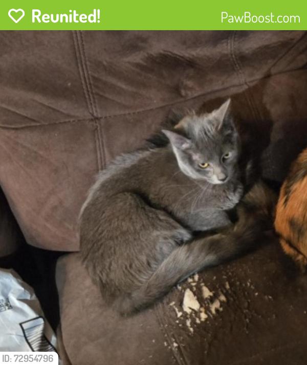 Reunited Female Cat last seen Glennoak apmts, Anaheim, CA 92801