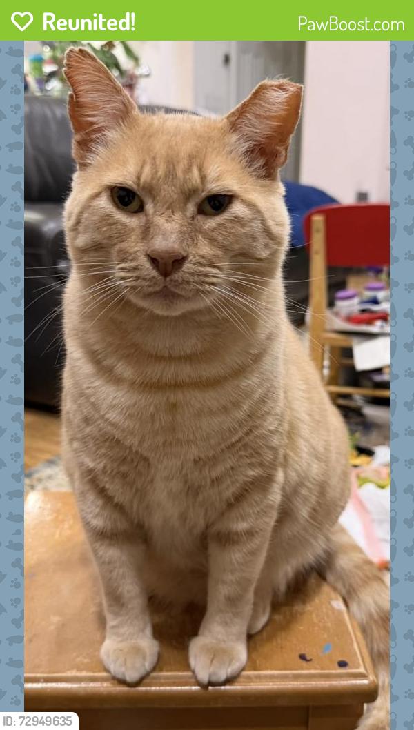 Reunited Male Cat last seen Edsel Drive, Milpitas, CA 95035