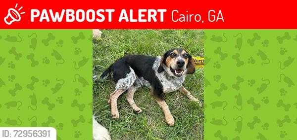Lost Female Dog last seen gainey / lower hawthorne, Cairo, GA 39828