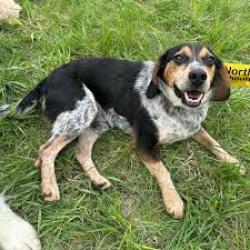 Lost Female Dog last seen gainey / lower hawthorne, Cairo, GA 39828