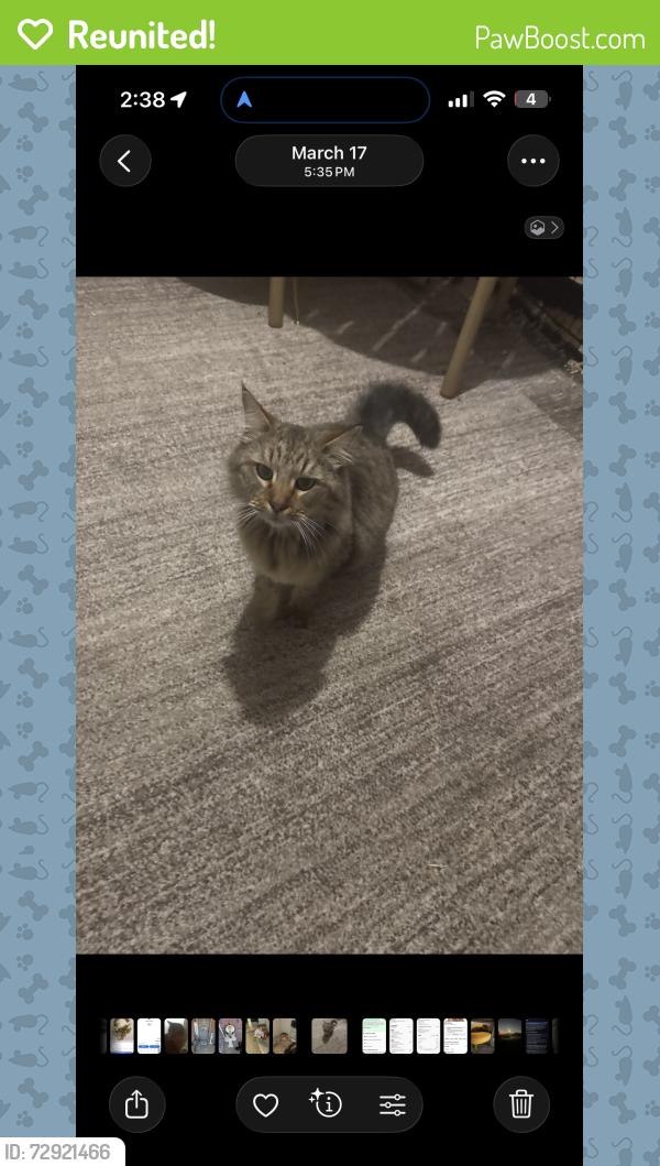 Reunited Male Cat last seen Elm tree road, Bentonville, AR 72712