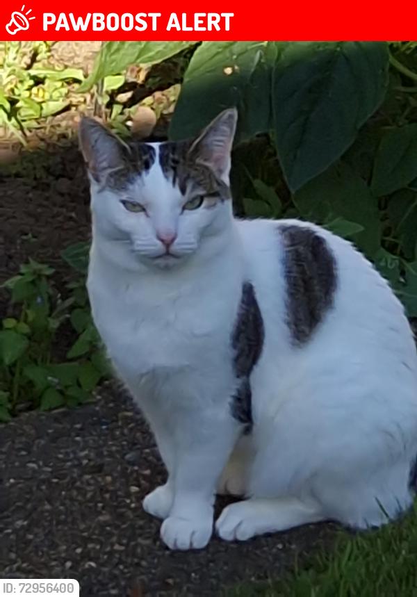Lost Female Cat last seen Byfleet, Byfleet, England KT14 7EU