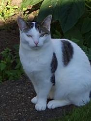 Lost Female Cat last seen Byfleet, Byfleet, England KT14 7EU