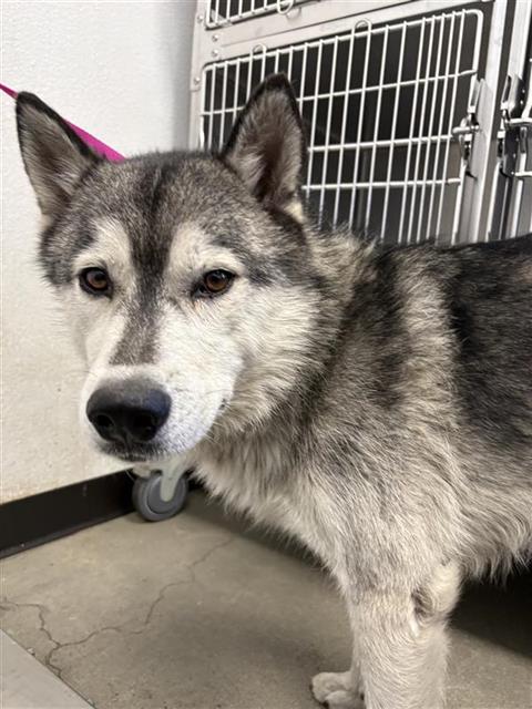 Shelter Stray Male Dog last seen Near BLOCK VAN NESS AVE, FRESNO CA 93721 1129, Fresno, CA 93727