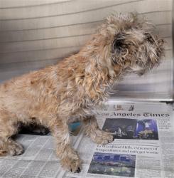 Shelter Stray Female Dog last seen , Los Angeles, CA 90031