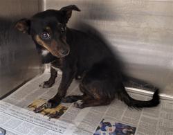 Shelter Stray Female Dog last seen , Los Angeles, CA 90031