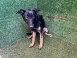 Shelter Stray Male Dog last seen , Quartz Hill, CA 93536