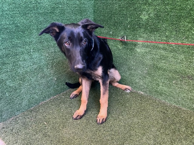 Shelter Stray Male Dog last seen , Quartz Hill, CA 93536