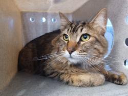Shelter Stray Male Cat last seen , Quartz Hill, CA 93536