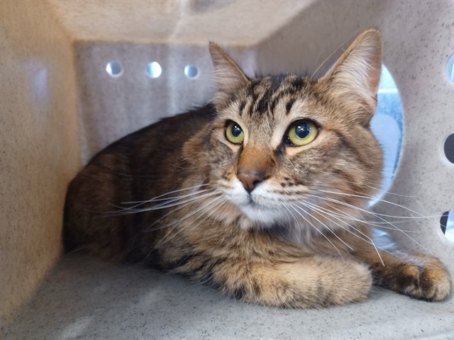 Shelter Stray Male Cat last seen , Quartz Hill, CA 93536