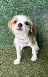 Shelter Stray Female Dog last seen , Quartz Hill, CA 93536