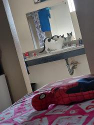 Lost Male Cat last seen Fence behind the alvin extended Stay, Alvin, TX 77511
