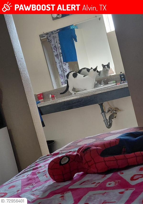 Lost Male Cat last seen Fence behind the alvin extended Stay, Alvin, TX 77511
