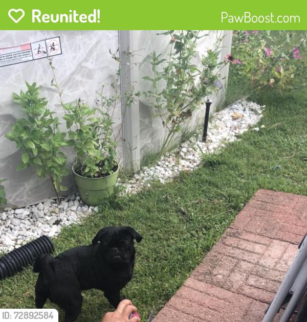 Reunited Male Dog last seen 39th street Touraine , Port Arthur, TX 77642