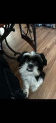Lost Female Dog last seen Near W Lapham blvd , Milwaukee, WI 53204