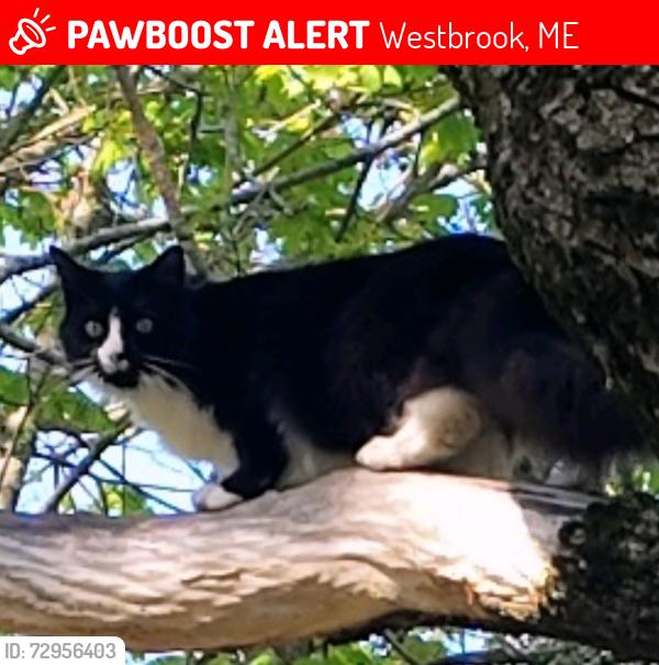 Lost Male Cat last seen Cottage st, Westbrook, ME 04092