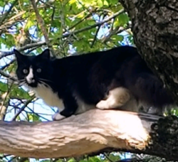 Lost Male Cat last seen Cottage st, Westbrook, ME 04092