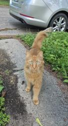 Found/Stray Unknown Cat last seen Near Cavell Park on West side of road , Minneapolis, MN 55418