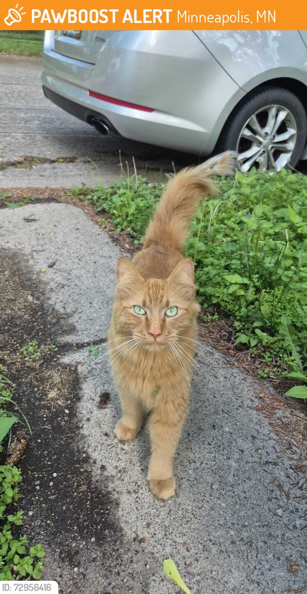 Found/Stray Unknown Cat last seen Near Cavell Park on West side of road, Minneapolis, MN 55418