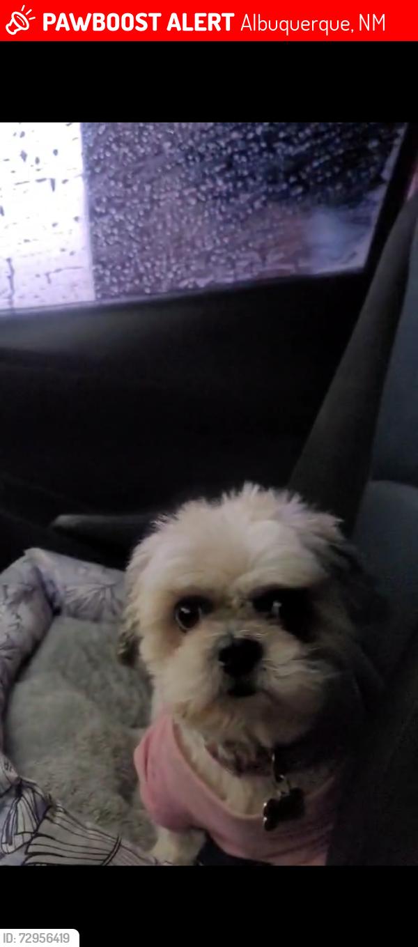 Lost Female Dog last seen Yucca dr nw, Albuquerque, NM 87105