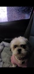 Lost Female Dog last seen Yucca dr nw, Albuquerque, NM 87105