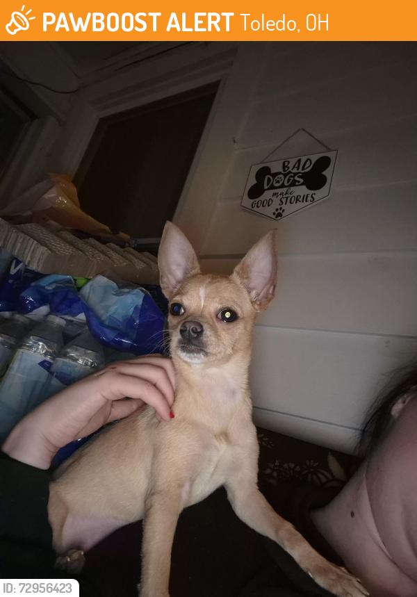 Found/Stray Female Dog last seen South street Toledo ohio , Toledo, OH 43607