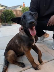 Found/Stray Female Dog last seen Perris and Hemlock in the wing stop parking lot , Moreno Valley, CA 92557