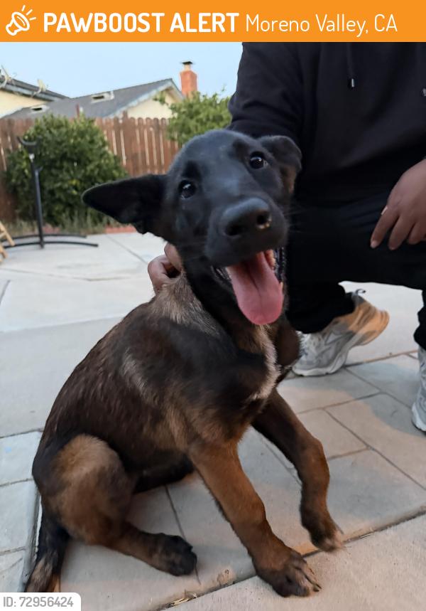 Found/Stray Female Dog last seen Perris and Hemlock in the wing stop parking lot , Moreno Valley, CA 92557