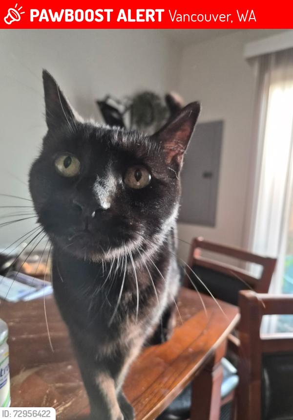 Lost Female Cat last seen W Reserve St & W 20th, Vancouver, WA 98663