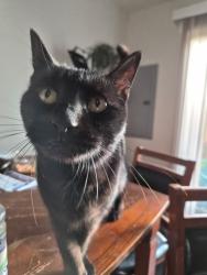 Lost Female Cat last seen W Reserve St & W 20th, Vancouver, WA 98663