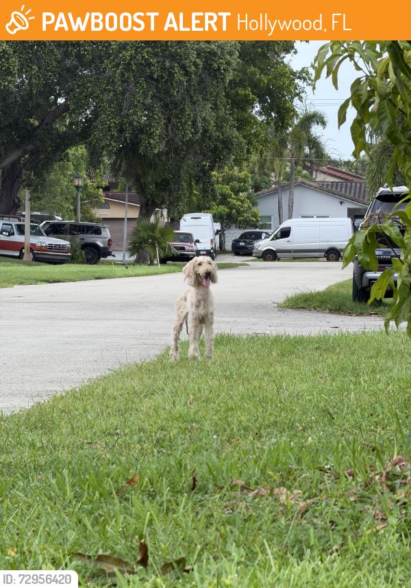 Found/Stray Unknown Dog last seen Near and w park rd, Hollywood, FL 33021
