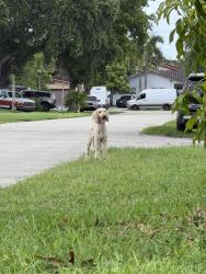 Found/Stray Unknown Dog last seen Near and w park rd, Hollywood, FL 33021